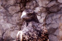 LAS RAPACES DIURNAS