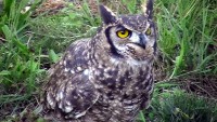 BÚHO REAL O GRAN DUQUE